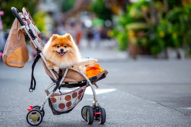 Unveiling the Best Dog Daycare in Asheville