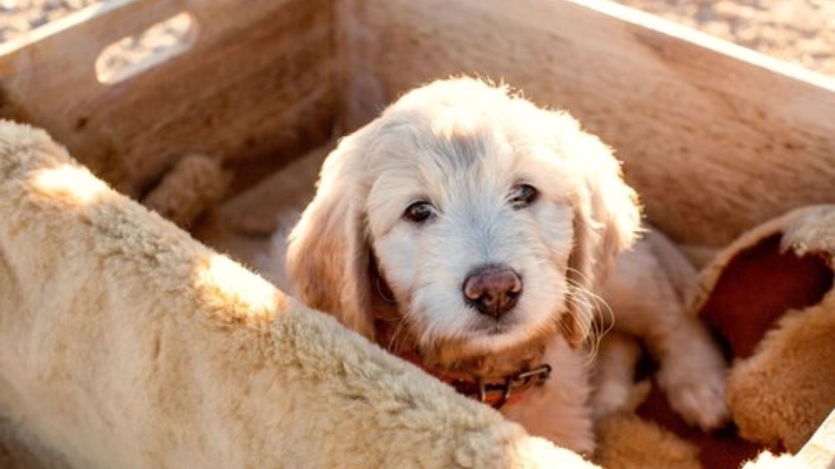 Navigating the World of Doodle Genetics: Insights from a California Breeder