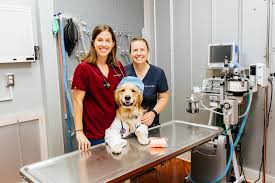 Behind the Scenes: Meet the Dedicated Team at The Pet Practice - Perth Veterinary Clinic