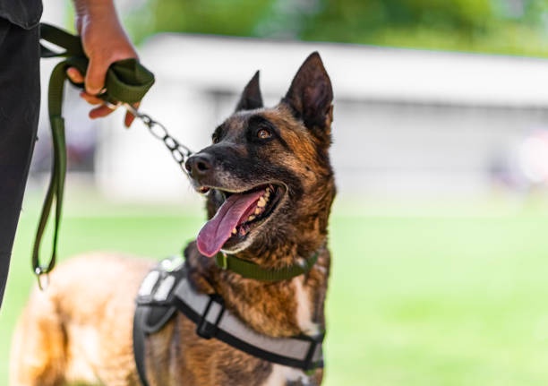 Security dogs in London with Professional Security Dog Services