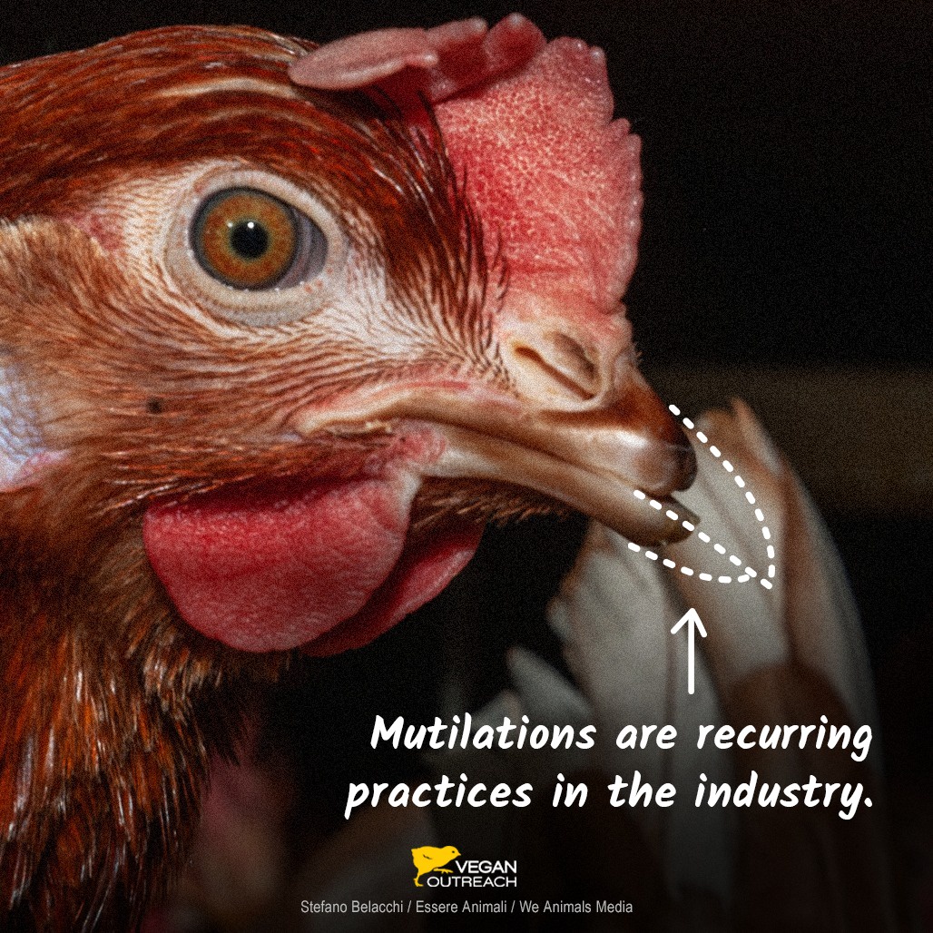 Unveiling the Horrors: Factory Farming's Toll on Humans, Animals, and Earth