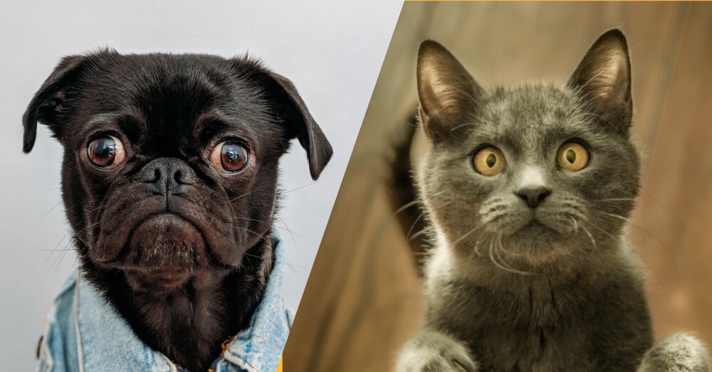 UI Designer vs Front-End Developer: What is the difference