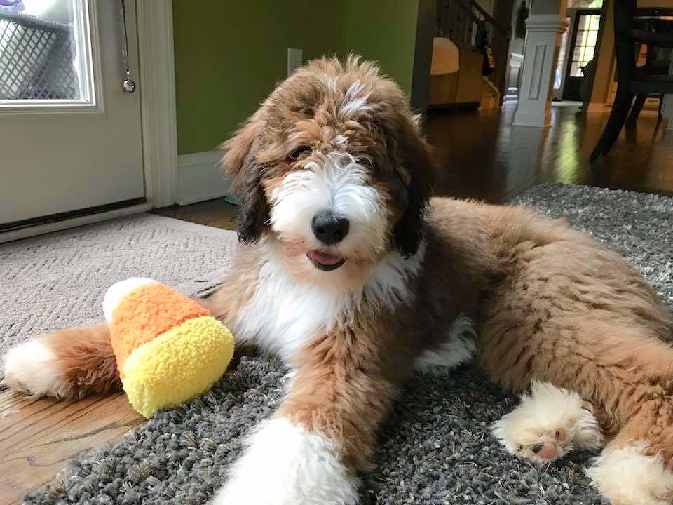 F1bb vs. F1b Standard Bernedoodles: Understanding the Difference