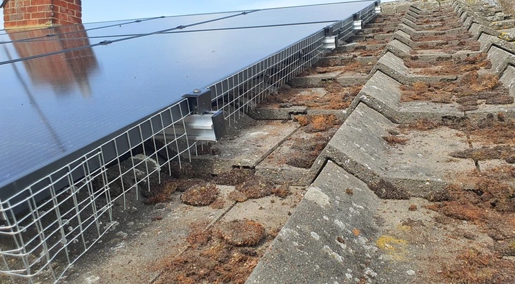 How is Failure to Get Pigeon-Proofing Solar Panels Harmful?