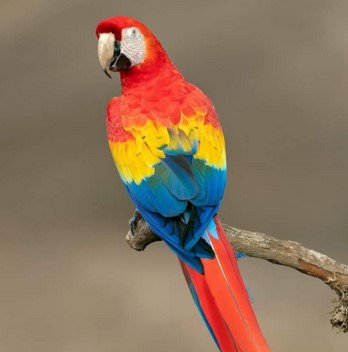 How to Choose a Talking Parrot for Sale