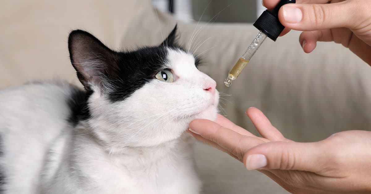 Cat Care by the Milligram: A Guide to Safe CBD Dosing for Your Feline Friend: