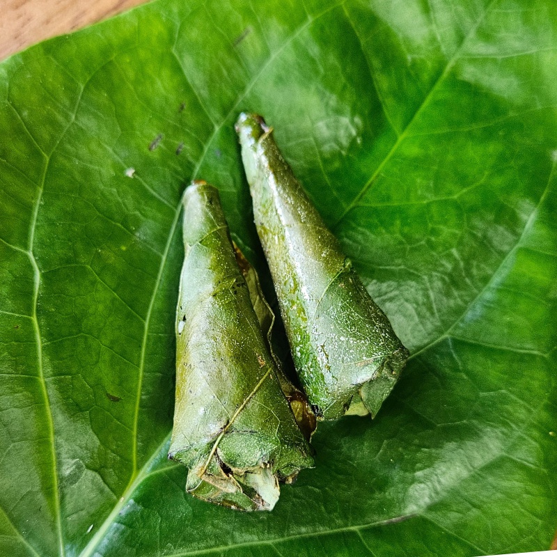 Unveiling the Timeless Charm and Flavorful Journey of Dried Paan