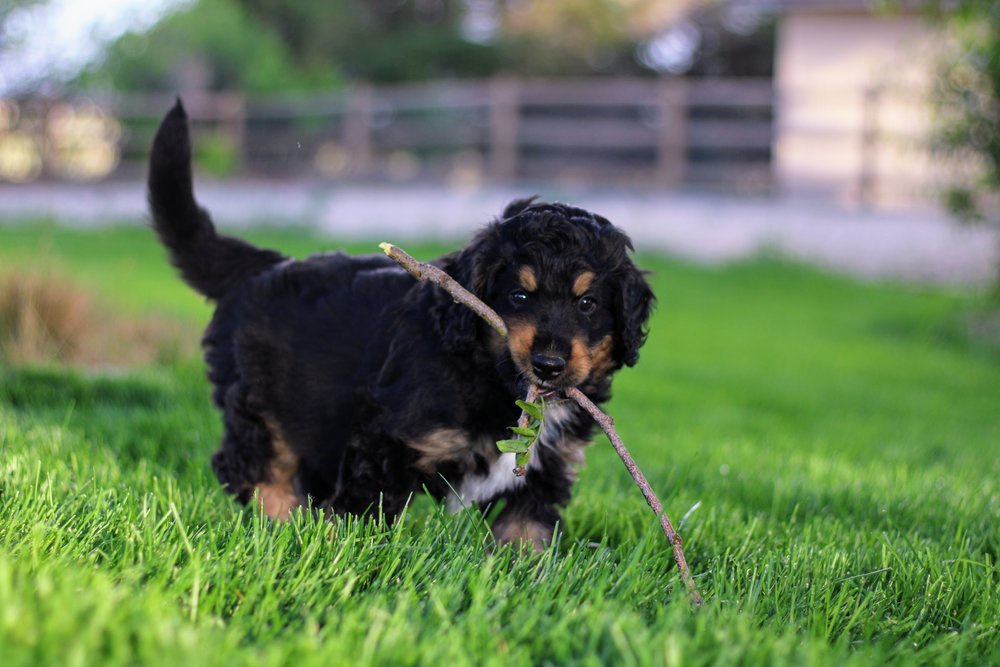 A Guide to Choosing the Right Doodle Mixed Breed