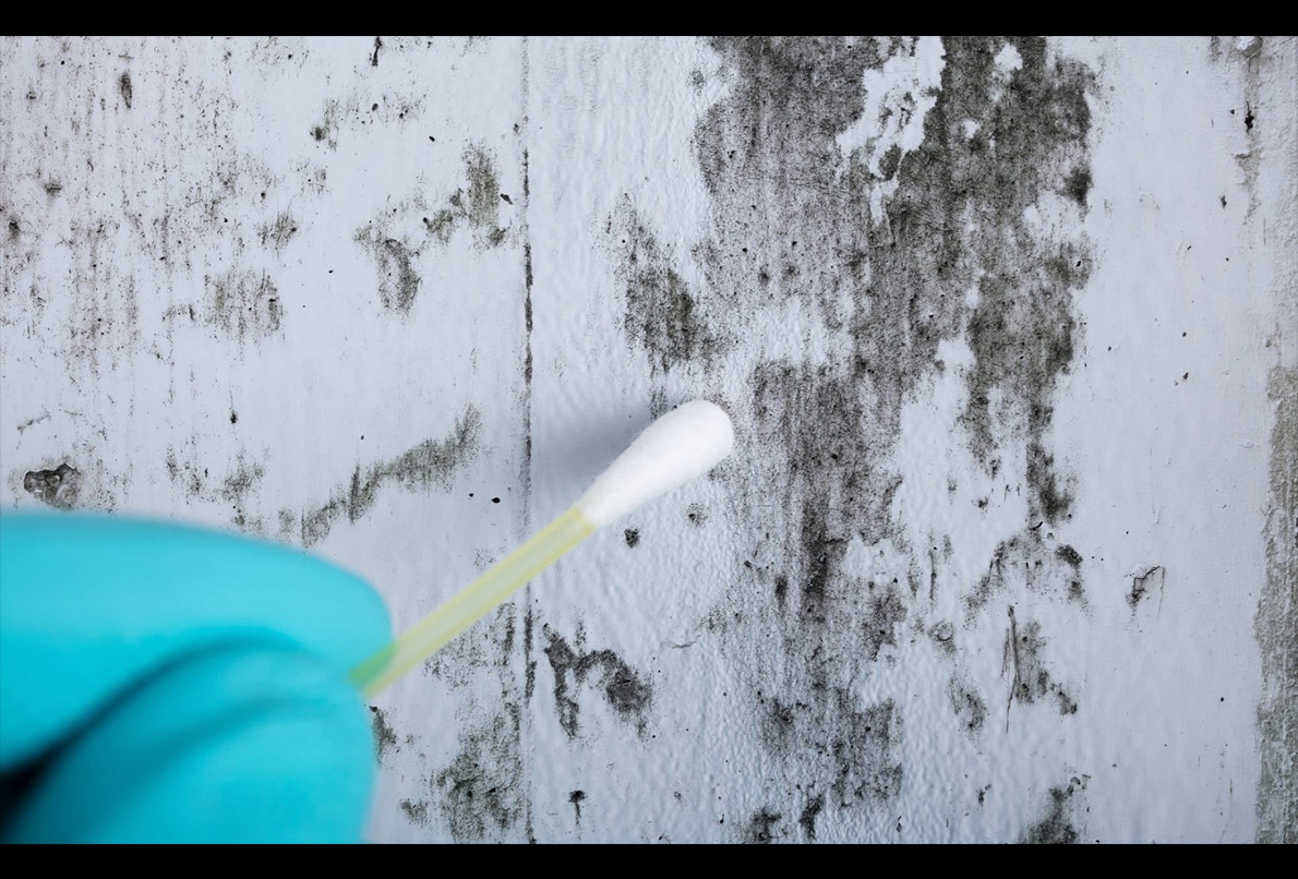 Why Professional Mold Testing and Inspection Services in Connecticut Are Essential for Your Health and Home