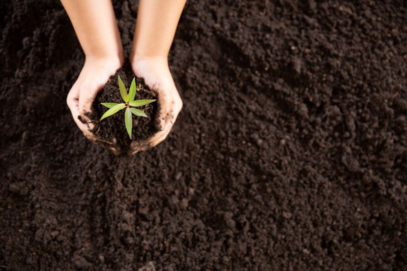 Nurturing Nature: Exploring the Power of Organic Plant Growth Products