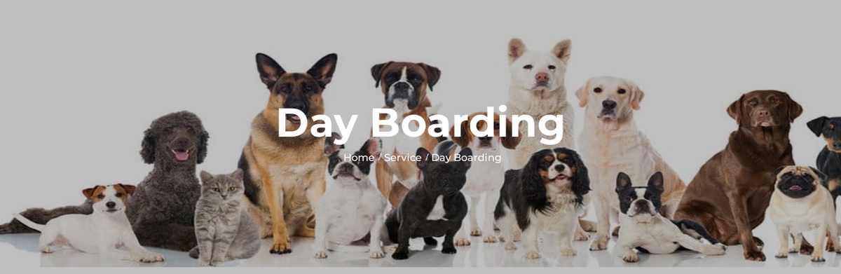 Importance of pet grooming and boarding services