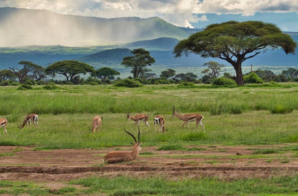 Top 10 Things to Do on a Masai Mara Safari
