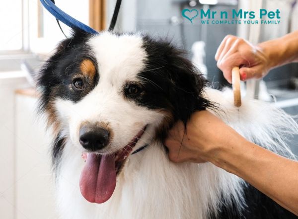 The Best Dog Groomers in mumbai