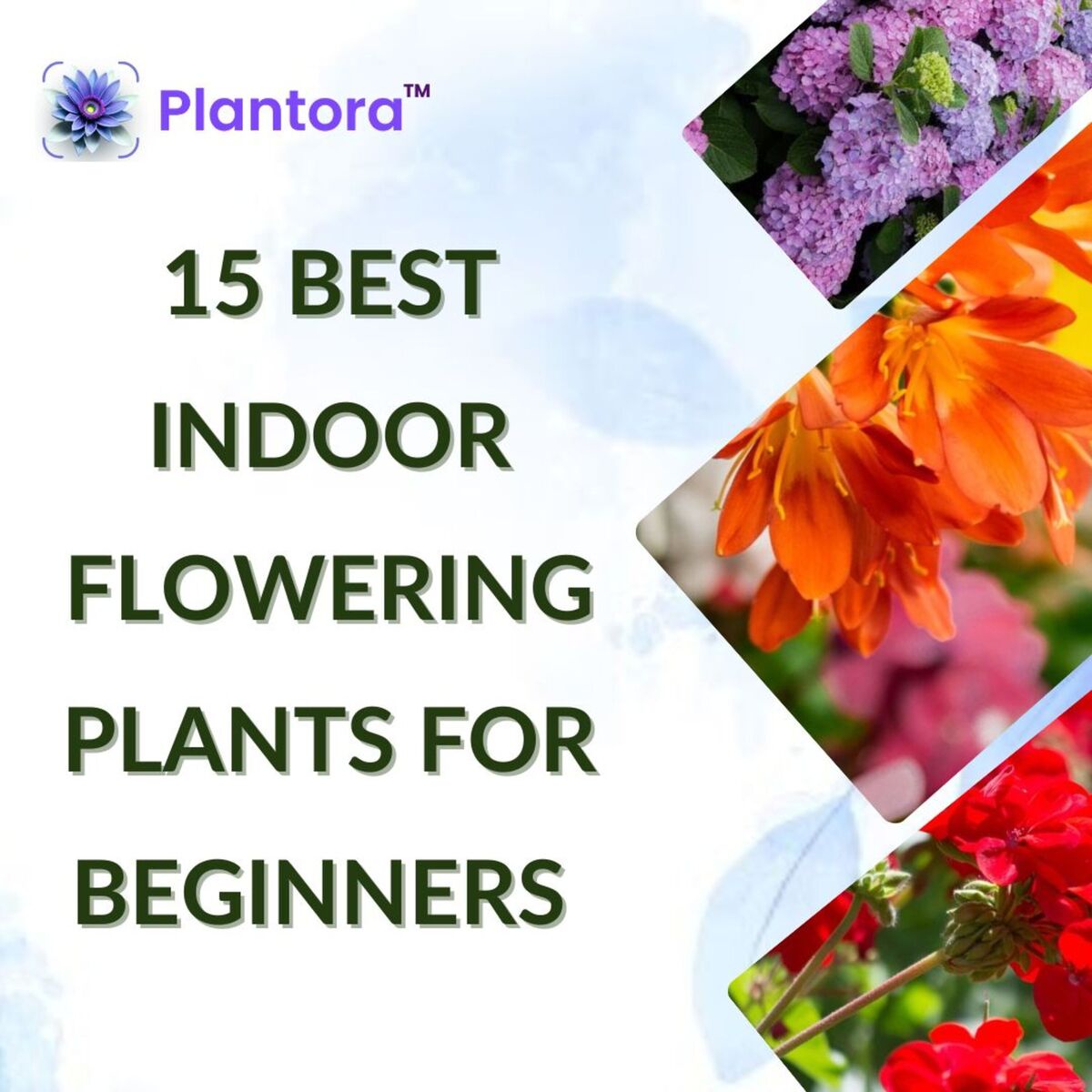 15 Best Indoor Flowering Plants For Beginners- PLANTORA