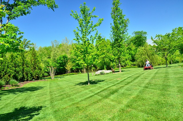 What Do Lawn Care Services Include?