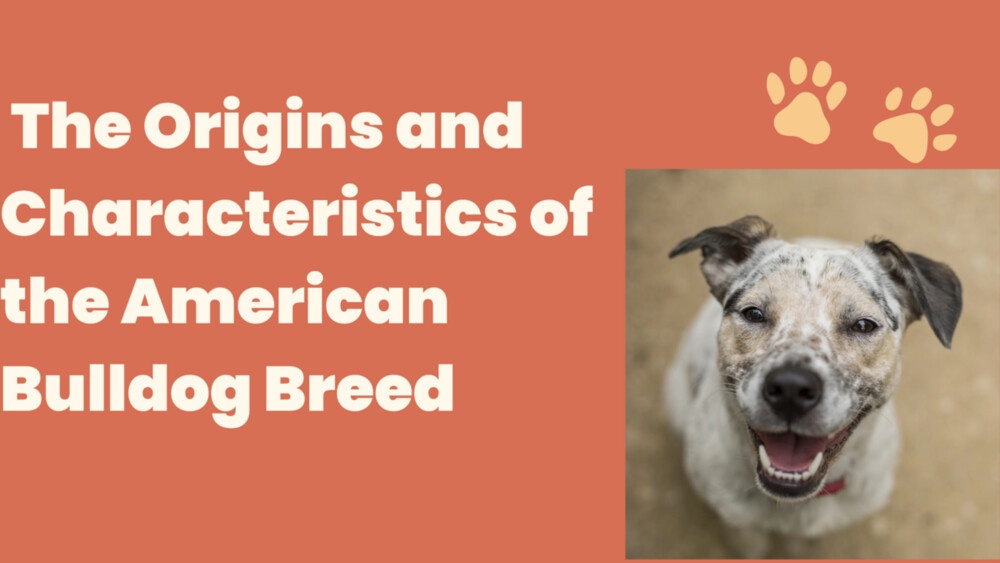 The Origins and Characteristics of the American Bulldog Breed