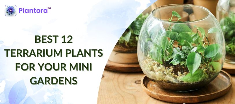 Best Terrarium Plants For Your Mini Gardens