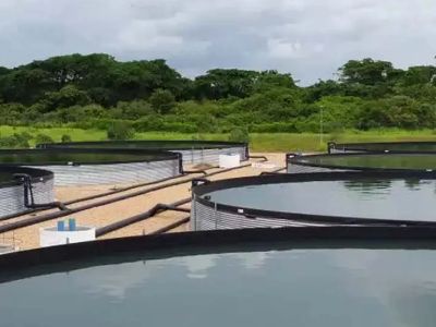 Aquaculture Tanks: Harnessing Technology for Sustainable Seafood Production