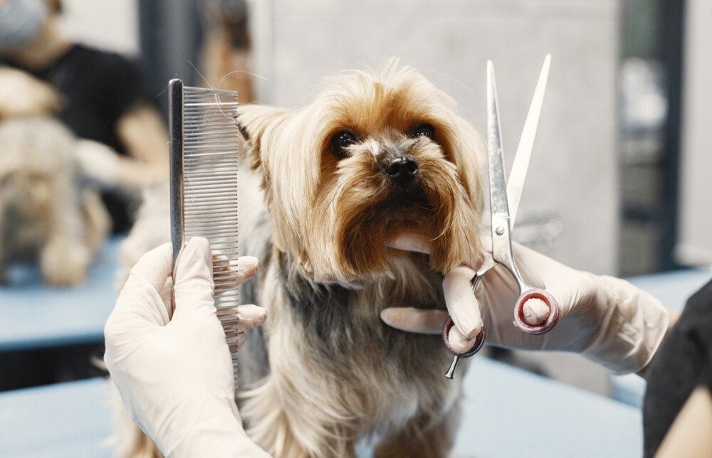 The Benefits of Regular Grooming for Pet Hygiene