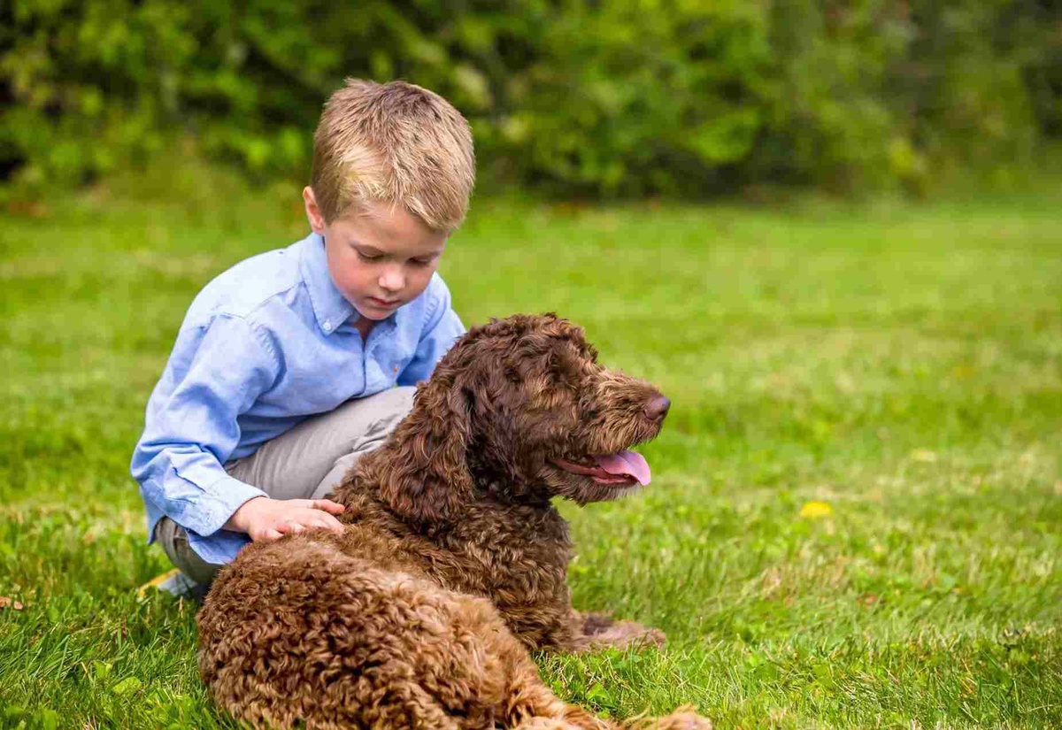 Invisible Dog fence Tampa: The Dog Fence Experts - Pet Stop