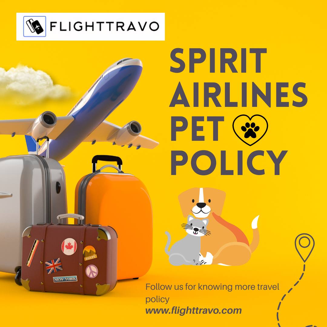Can My Pet Fly Spirit? Understanding Spirit Airlines Pet Policy