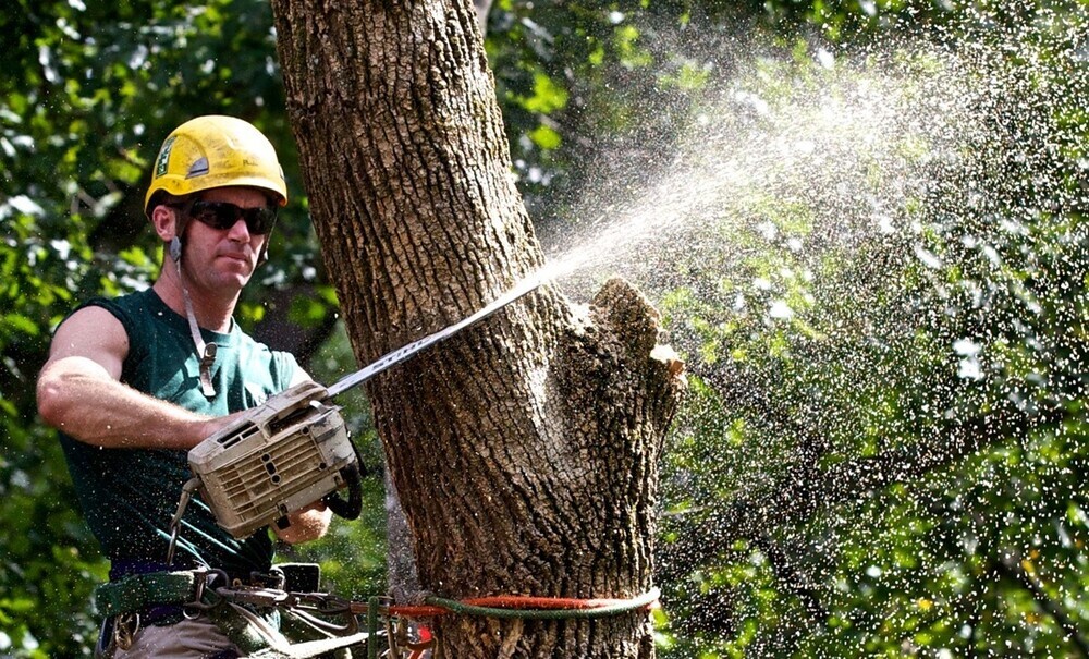 What Are the Key Benefits of Hiring a Certified Arborist for Tree Care?