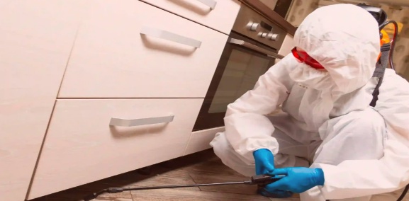 Preventative Pest Control Tips for a Pest-Free Home in Barrie