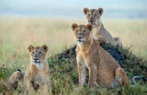 Capturing Nature's Majesty: Exploring Wildlife Photography Tours