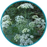 Natural Medicine for Panic Attacks