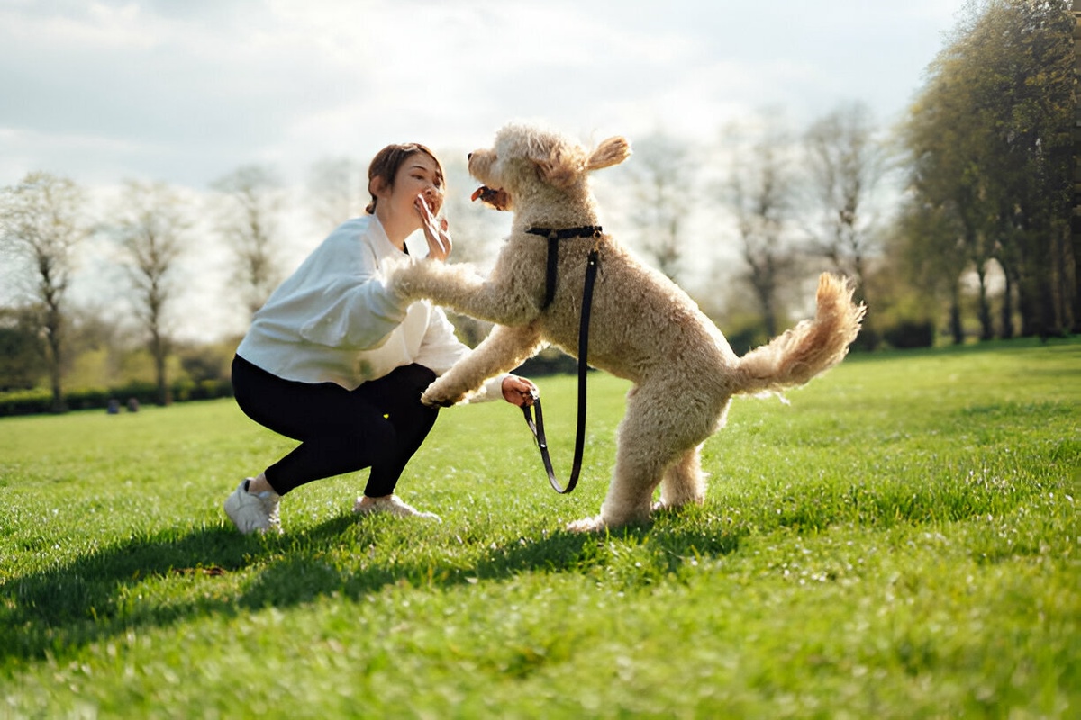 How to Train Your Groodle: Essential Tips for New Owners