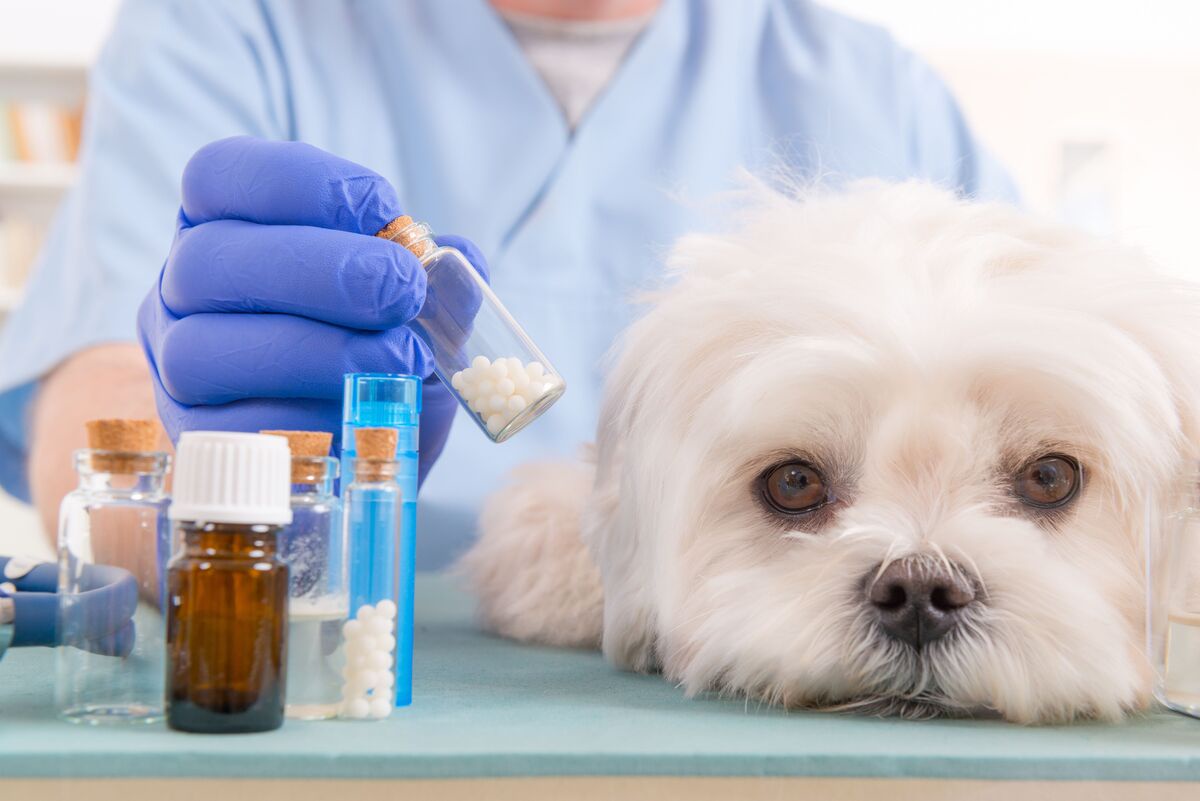 How to Properly Store and Handle Veterinary Products?