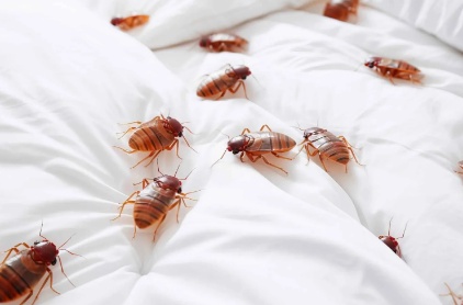 Top Tips for Effective Pest Control in Barrie