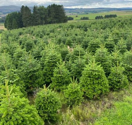 Where to Find the Best Real Christmas Trees for Sale