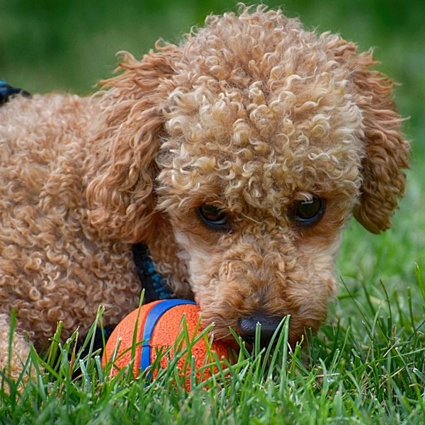 The Importance of Early Puppy Training: 6 Reasons to Enroll Your Pup