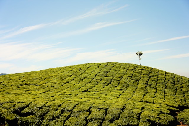 The importance of pH testing and soil adjustment before sodding
