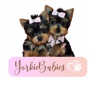 YorkieBabies