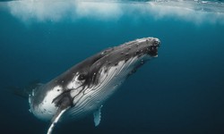 Why whales don't have a stroke while diving