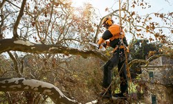 When to Call a Tree Removal Service: 5 Signs You Should Get Help