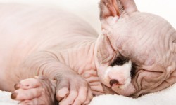 Hairless Cats: Breeds, Info and facts