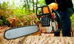 Why Should You Hire A Professional Tree Removal Service Provider?