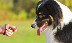 The Clicker Method for Dog Training at Home