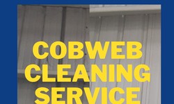 Need assistance removing cobwebs? Indroit provides specialized services for removing cobwebs.