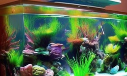 Creative Ideas for Decorating Your Fish Tank 