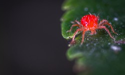 How to control pests in your home using natural methods