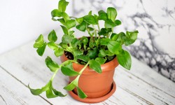 The Golden Money Plant: A Stunning Addition to Your Home Decor