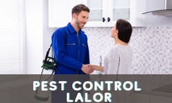 Why Hiring A Professional Pest Control Lalor Services Is The Best Option?