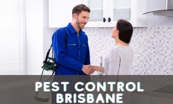 Why You Should Always Hire A Professional Pest Control Company In Brisbane?