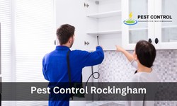 Pest Control: A Look At The Different Types Of Services Offered
