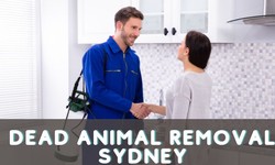 The Top 3 Pest Control Service Providers In Sydney That You Should Trust!