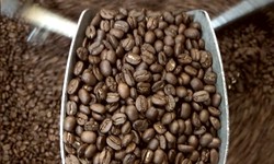 Gourmet Coffee: Original Authentic Arabica Coffee Beans